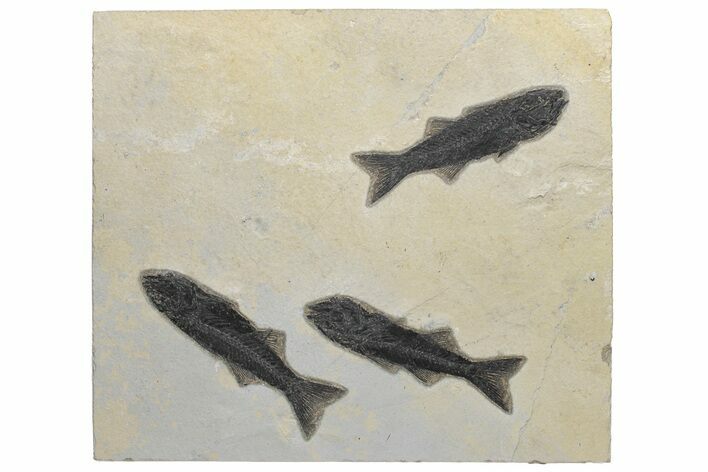 Rock With Three Fossil Fish (Mioplosus) - Wyoming #211164